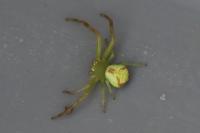 Ebrechtella tricuspidata