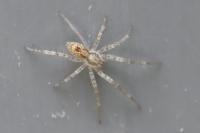 Anyphaena accentuata