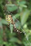 Argiope bruennichi