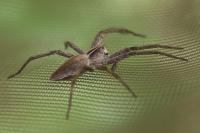 Pisaura mirabilis