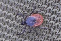 Ixodes ricinus