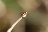 Mangora acalypha