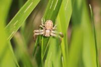 Xysticus