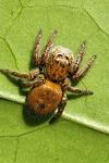 Carrhotus xanthogramma