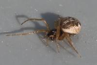Pachygnatha degeeri