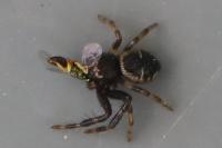 Synema globosum