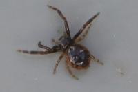 Synema globosum