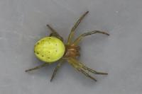 Araniella