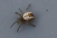 Mangora acalypha