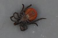 Ixodes ricinus