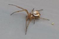 Metellina