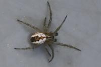 Mangora acalypha