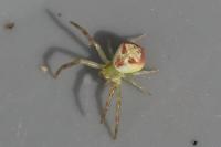 Ebrechtella tricuspidata