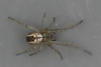 Mangora acalypha