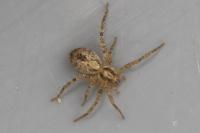 Anyphaena accentuata