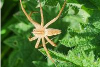 Pisaura mirabilis