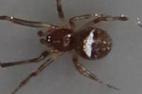Simitidion simile