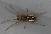 Pachygnatha