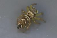 Heliophanus tribulosus
