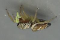Heliophanus tribulosus