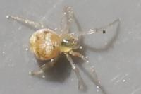 Paidiscura pallens