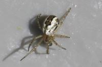 Mangora acalypha