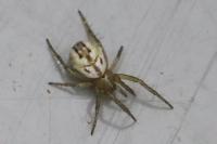 Mangora acalypha