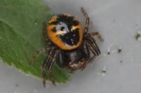Synema globosum