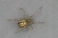 Enoplognatha