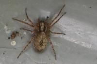 Anyphaena