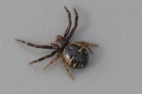 Synema globosum