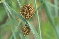 Araneus diadematus