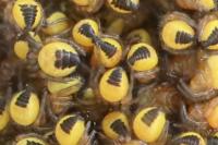 Araneus diadematus