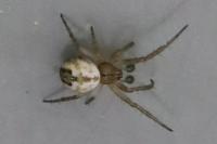 Mangora acalypha