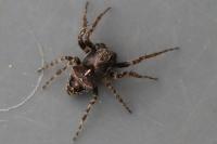 Gibbaranea bituberculata