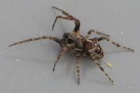 Gibbaranea bituberculata
