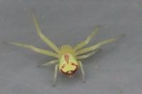 Ebrechtella tricuspidata