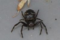 Synema globosum