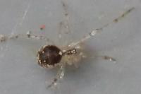 Theridion varians