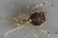 Theridion varians