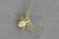 Misumena vatia