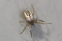 Mangora acalypha