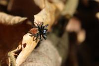 Carrhotus xanthogramma