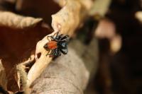 Carrhotus xanthogramma