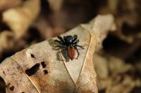 Carrhotus xanthogramma
