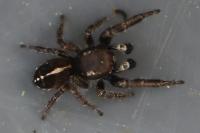 Pellenes tripunctatus