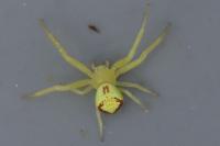 Ebrechtella tricuspidata