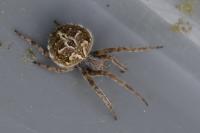 Agalenatea redii