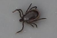 Ixodes ricinus