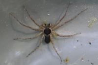 Philodromus dispar